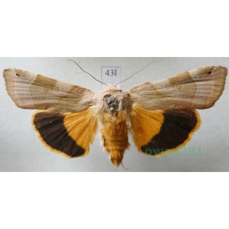 Noctua fimbriata (Schreber, 1759) Rolnica aksamitka Czech43l